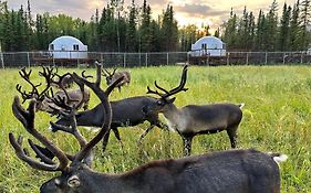 Pleasant Acres Reindeer Ranch